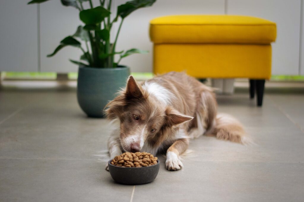 10 Fruits Dogs Can and Cannot Eat. Everything you have to know!