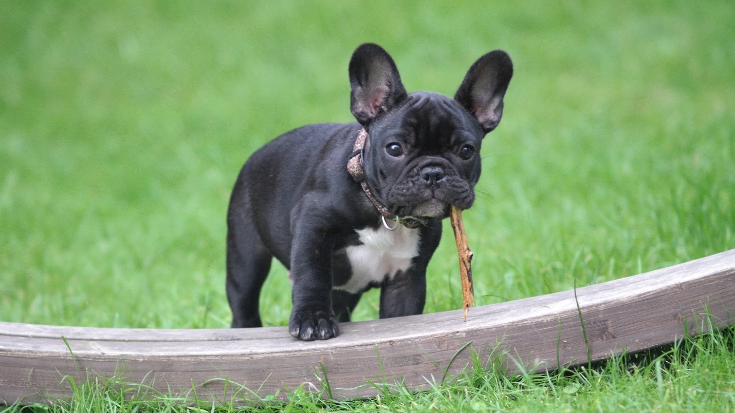 8 common health problems of French bulldogs