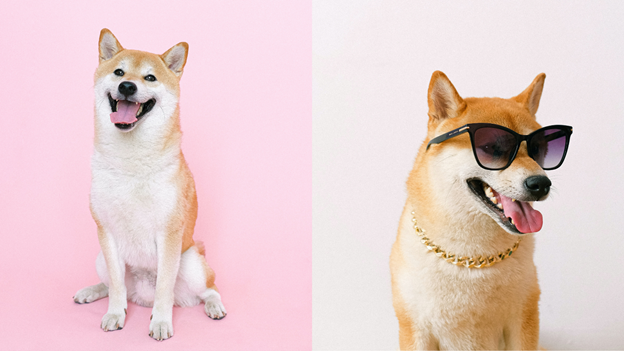 8 Frequently asked questions about Shiba Inu puppies