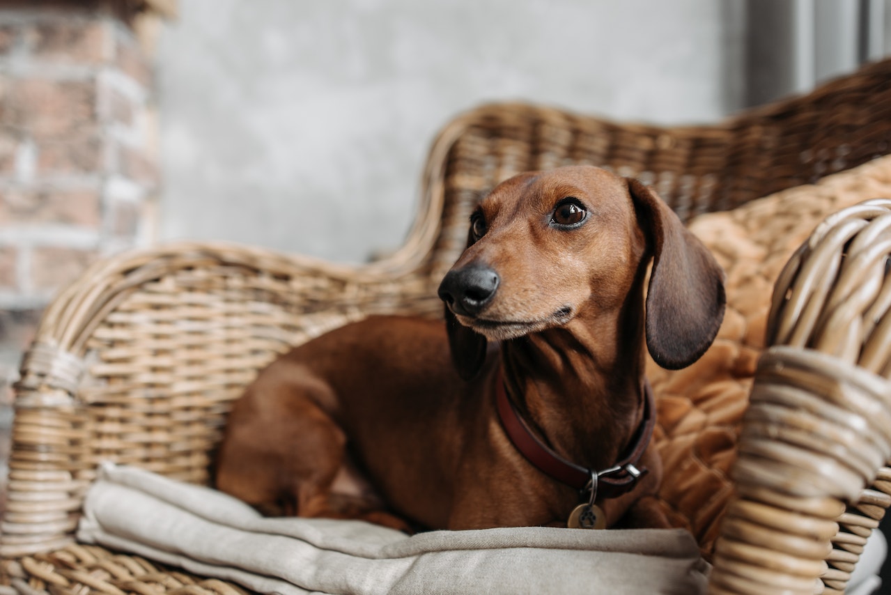 Dachshund Dog Breed Information