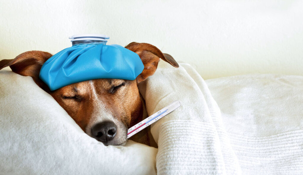 Do dogs get colds from humans in the winter?