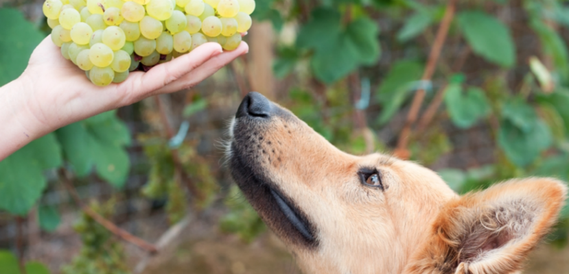 How many grapes can dogs eat