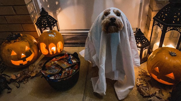 10 do-it-yourself Halloween costumes for dogs