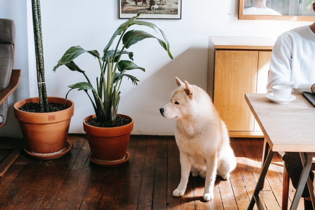 dog breeds best for apartments with small spaces